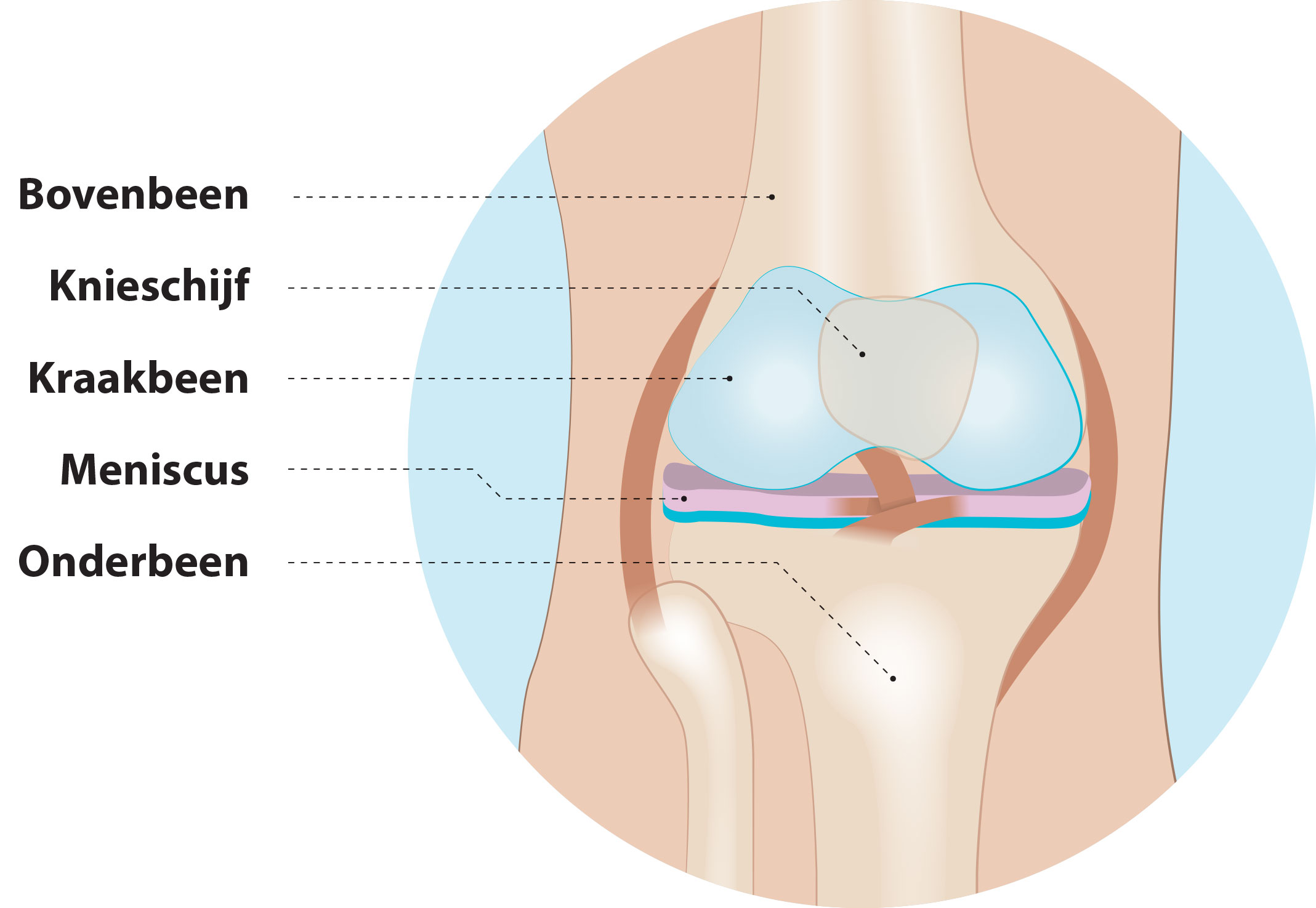 meniscus-1.jpg